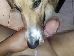 Dog licks all sperm his owner has ejaculated from hard penis