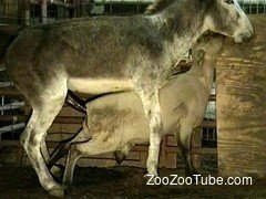 Zoozoo Xnxx - XNXX, ZOO Porn ,Free Bistiality Videos, Animal Tube