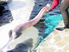 Professional diver is holding a giant fish that looks like a dick